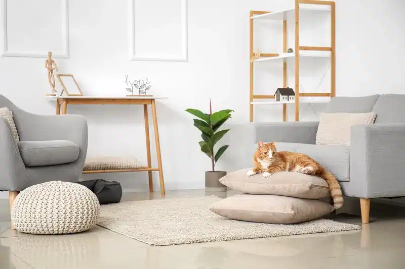 Nanobananaのプロンプトでコラージュ編集する一例。白い部屋のクッションでくつろぐ猫とグレーのソファ。